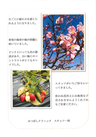 4月 桜といちご狩り