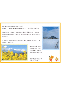 2月 吾妻山の菜の花